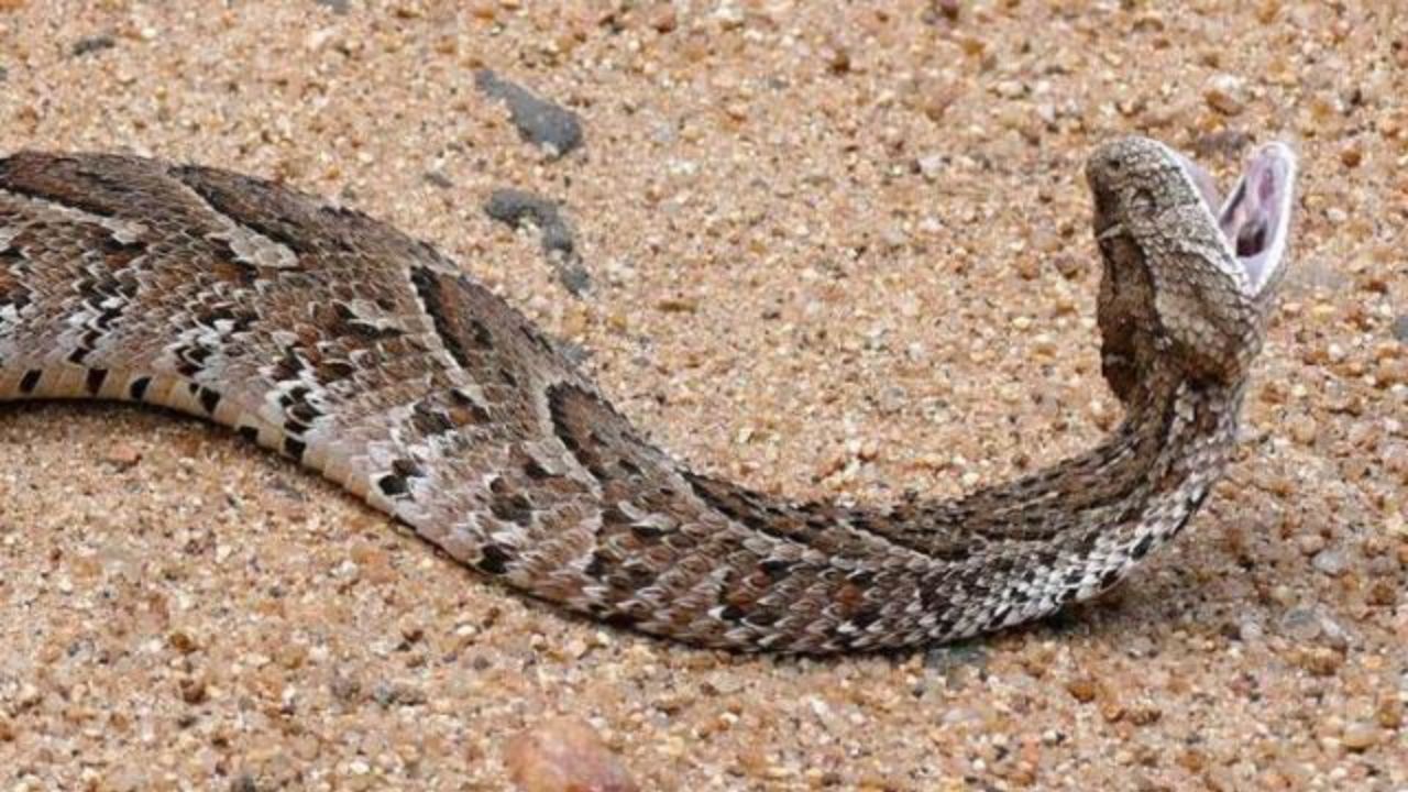 Türkiye'nin en zehirli yılanı! Görürseniz koşarak kaçın