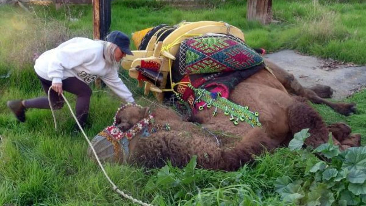 Sahibi öldükten sonra yas tutan deve, 2,5 yıl sonra ilk kez güreşip kazandı