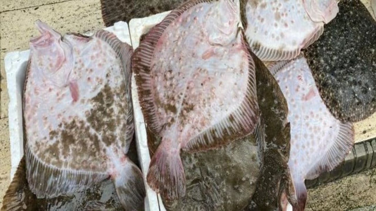 Karadeniz'de avlanan yaklaşık 9 kiloluk kalkan balığı 5 bin liraya satıldı