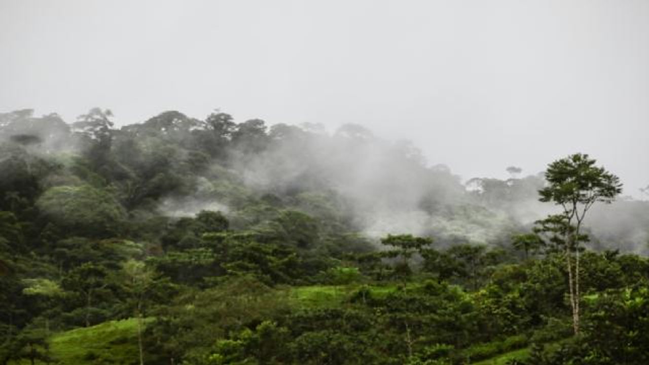 Amazon'da kaybolan adam solucan yiyerek hayatta kaldı