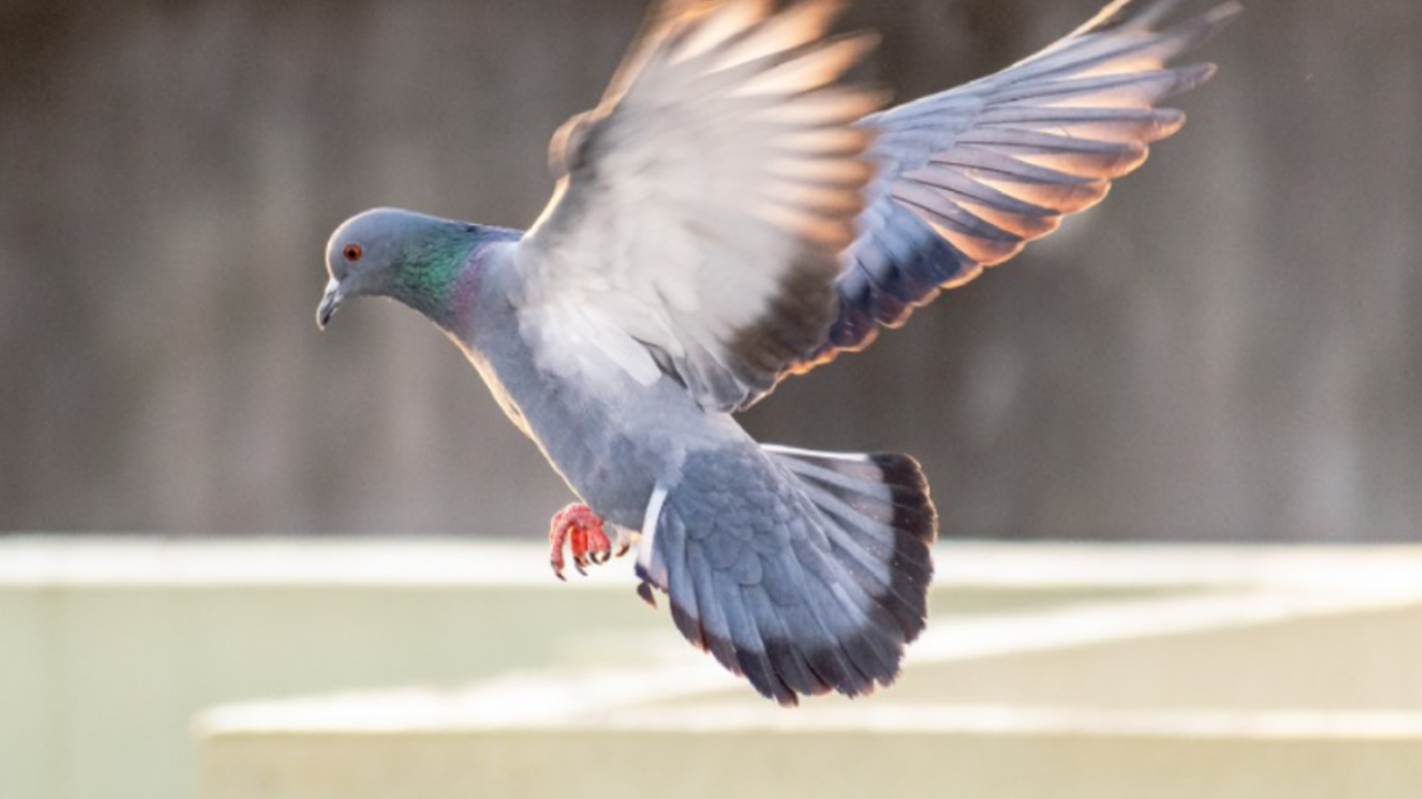 Türkiye'nin "en hızlı" posta güvercini 505 kilometreyi 9 saatte uçtu