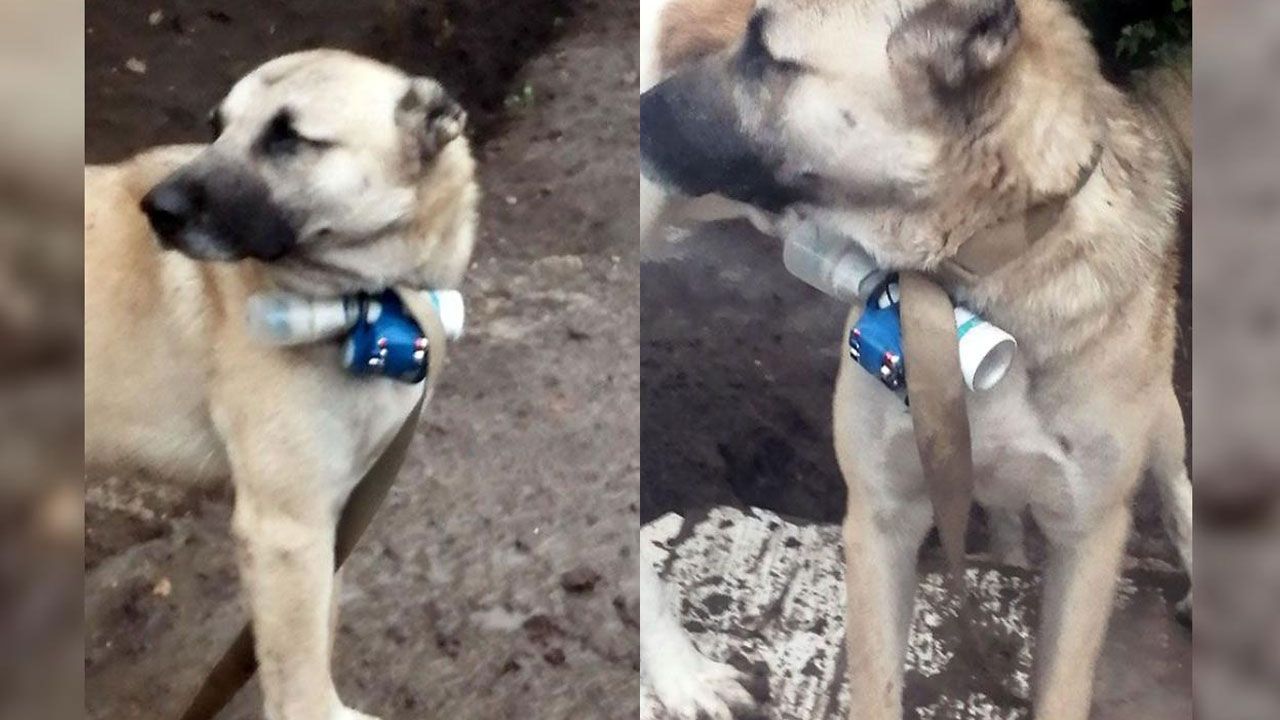 Azerbaycan askerlerine bombalı köpekle suikast girişimi