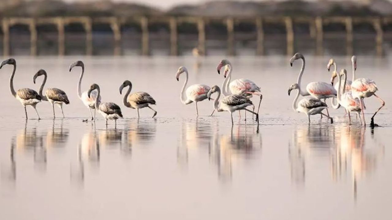 Pembe flamingoların uğrak noktasıydı! Sicumi Göleti tehlike altında