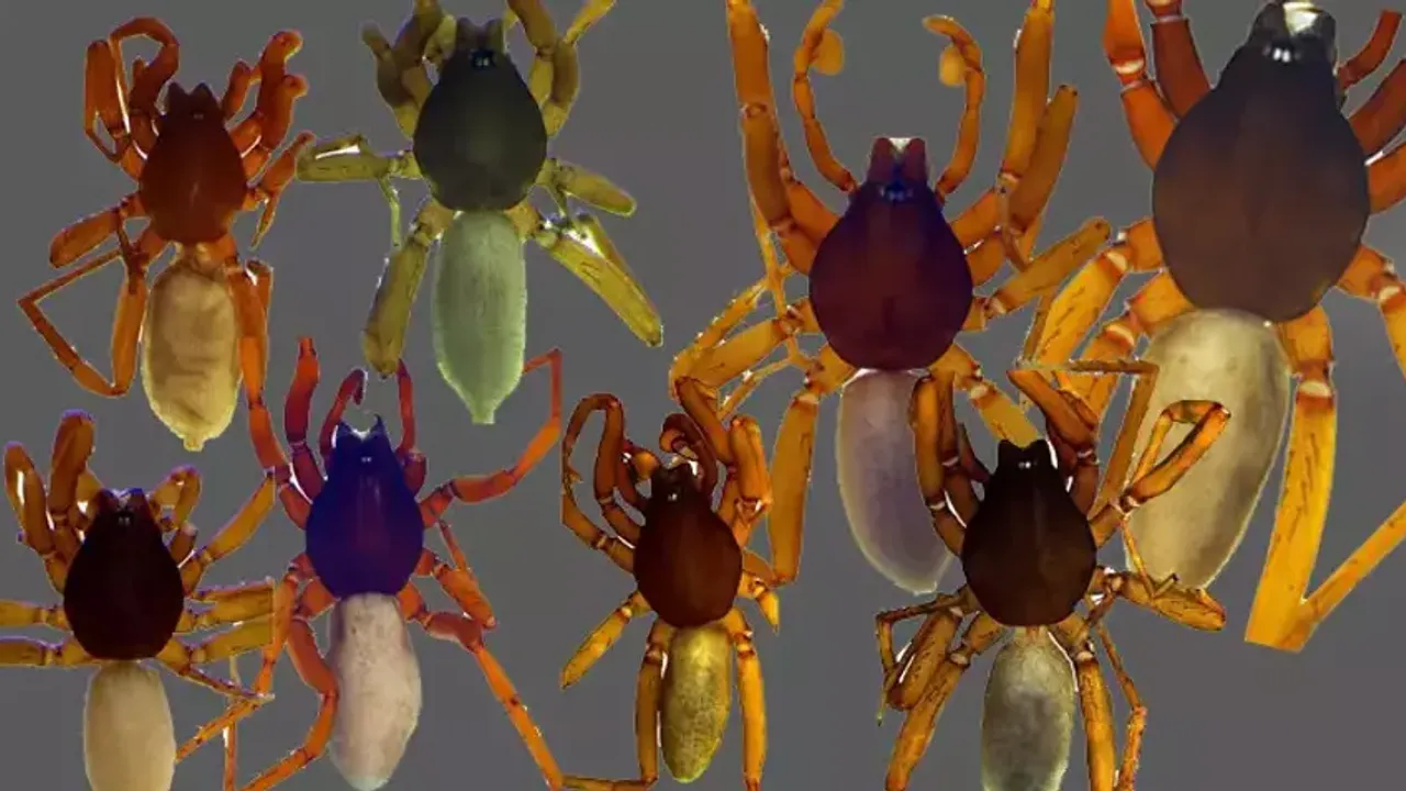Türkiye'de 8 yeni örümcek türü keşfedildi