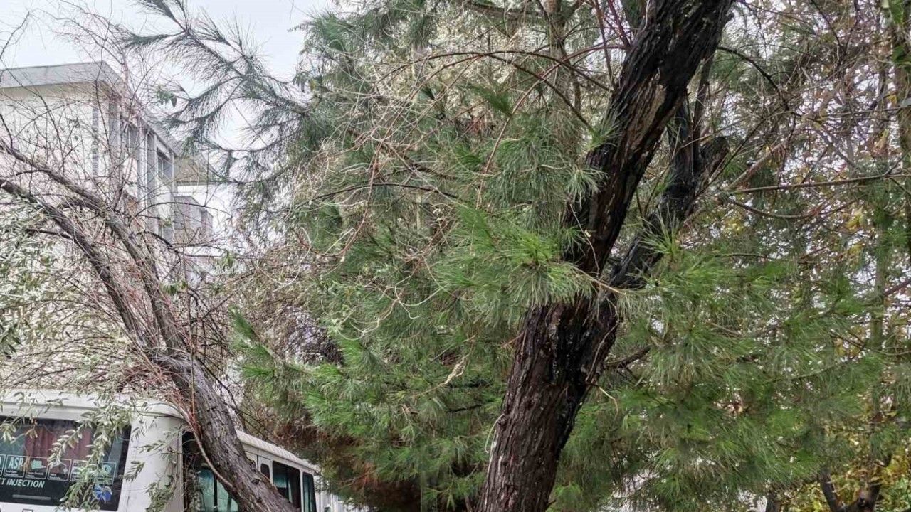 Bilecik’te şiddetli rüzgarda yıkılan ağaç aracın üzerine devrildi