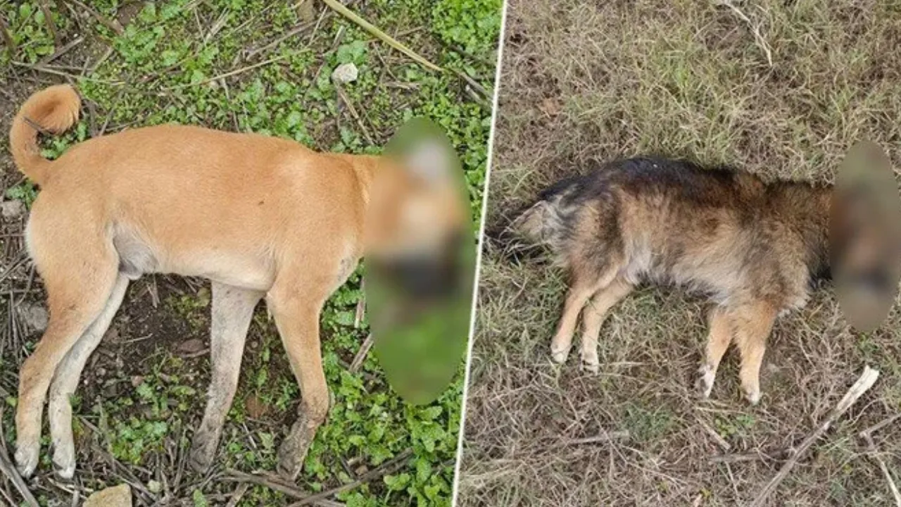 Aydın'da katliam büyüyor: 30 köpek ve 3 tilki ölü bulundu