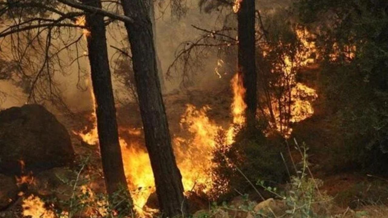 İstanbul'da ağaçlık alanda yangın