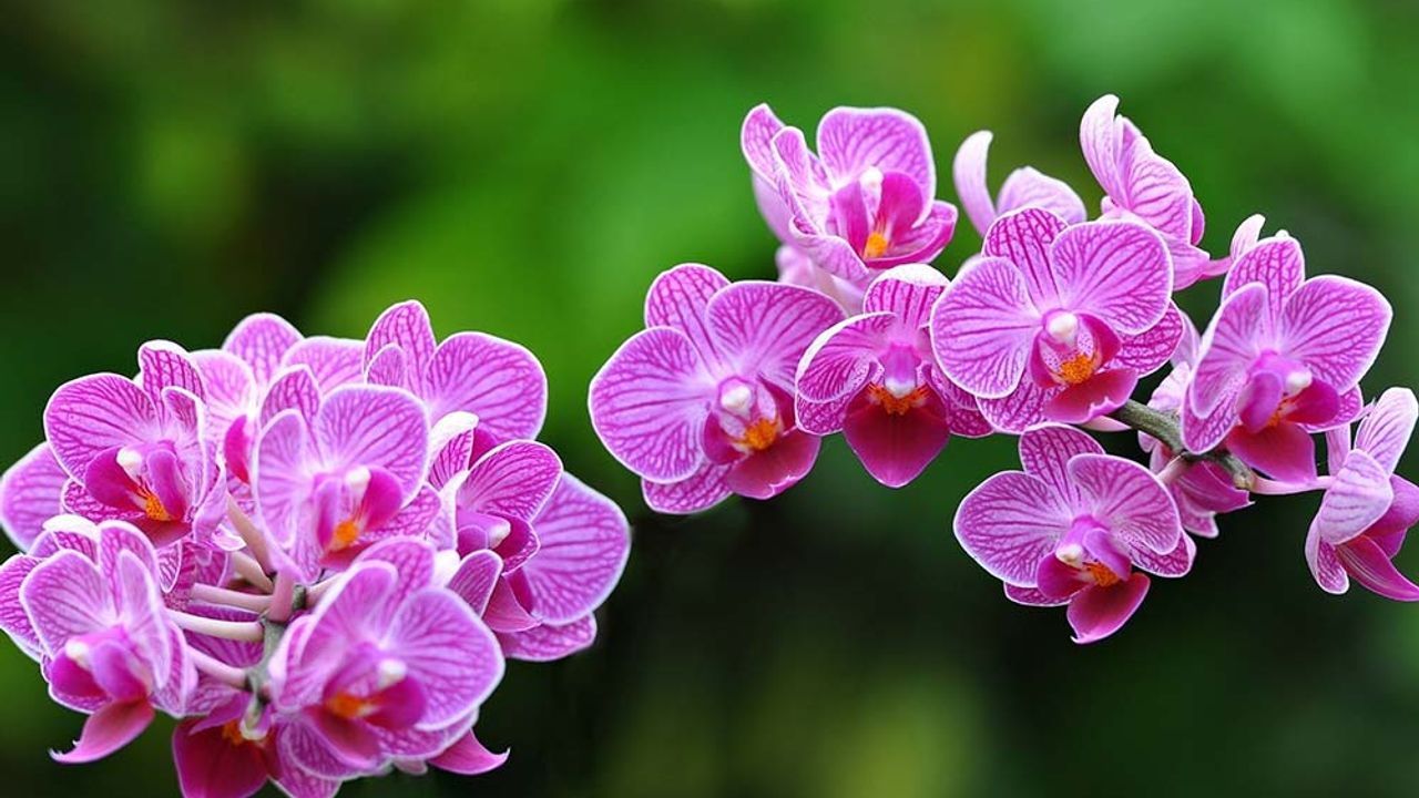 Kıbrıs'ın en önemli endemik bitkisi orkide: Faydaları saymakla bitmiyor
