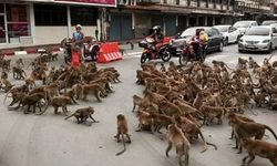 Maymunlar şehir merkezini istila etti