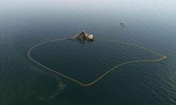 Balıkçıların korkulu rüyası! Karadeniz'de üremeye başladı