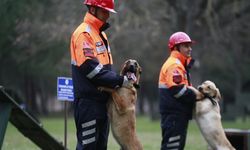 TSK’nın arama köpekleri enkazdan 78 kişiyi kurtardı