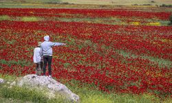 Kırıkhan'da tarlalar kırmızıya büründü