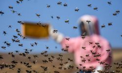 'Açlık' sorununa arılar çözüm olacak