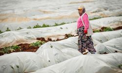 Kahramanmaraşlı depremzede çiftçiler hasat için serada