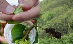 Karadeniz'de 'katil arı'ya karşı 1200 yok edici böcekle mücadele