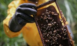 Bilim insanlarından büyük keşif! Bakın arı zehri hangi hastalığa iyi geliyor