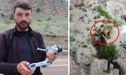 Yer: Erzurum! Kayıp koyun için havalandırdığı dron ile bakın ne görüntüledi?