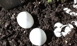 Yumurtaları toprağa gömün 6 hafta bekleyin! Sonuç inanılmaz
