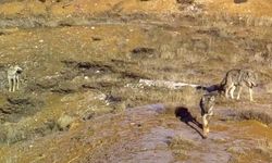 Bingöl'de yaban hayvanları fotokapanla görüntülendi