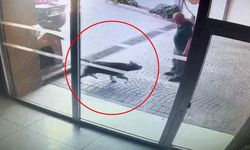 Bakırköy'deki pitbull saldırısının görüntüleri ortaya çıktı