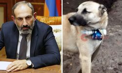 Azerbaycan’ı böyle mi yeneceksin Paşinyan? Köpekten medet umar oldu