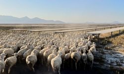 GES çölden koyunların otladığı meraya dönüşüyor