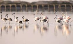 Pembe flamingoların uğrak noktasıydı! Sicumi Göleti tehlike altında