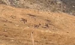 Diyarbakır’da yaban keçileri görüntülendi