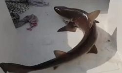 Muğla'da balıkçıların ağına 25 kilogramlık köpekbalığı takıldı