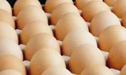 Yaptıkları yanlarına kar kalmadı! Yumurta üreticilerine ceza yağdı