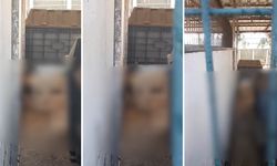 CHP’li belediyede büyük skandal: Barınakta aç kalan köpekler, yavru köpekleri yedi