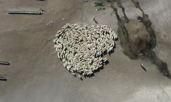 Amasya'da koyun sürüsünün bu görüntüsü akıllara Çin'deki gizemli olayı getirdi