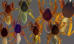 Türkiye'de 8 yeni örümcek türü keşfedildi