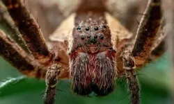 Örümcek ısırığı ünlü şarkıcıyı öldürdü