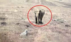 Ardahan'da fil görüldüğü iddia edilen köyün muhtarı da sessizliğini bozdu