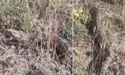 Sivas'ta 2 metrelik dev yılan görenleri hayrete düşürdü