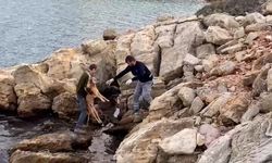 Bodrum'da denize düşen köpek kurtarıldı