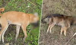 Aydın'da katliam büyüyor: 30 köpek ve 3 tilki ölü bulundu