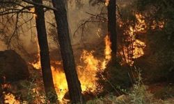 İstanbul'da ağaçlık alanda yangın