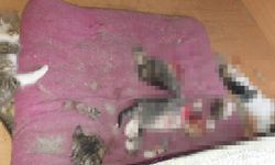 Ankara'da vahşet! Başları ve patileri kesilerek öldürülmüş