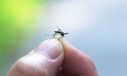 Sivrisinek yoğunluğu yağışlara bağlı! Uzmandan dikkat çeken açıklama
