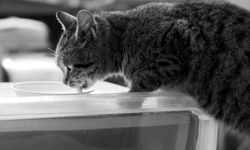 ABD'yi korkutan kedi ölümleri! İneklerin çiğ sütünü içen kediler öldü