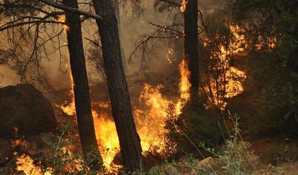 Orman yangınlarında Akdeniz ve Güney Ege'de 'çok aşırı tehlike' uyarısı
