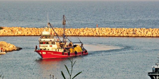 Balıkçı ağlarına takılan devasa balık şaşırttı! Türkiye sularında ilk kez...