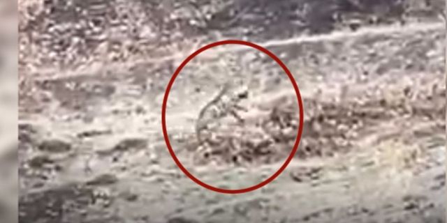 Nesli tükenme tehlikesi altındaki çizgili sırtlan Elazığ'da bir çoban tarafından görüntülendi