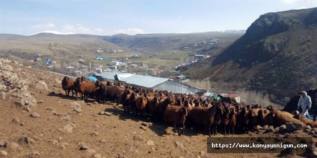 Kahramanmaraş Damızlık Koyun ve Keçi Yetiştiricileri Birliği Personel Alıyor
