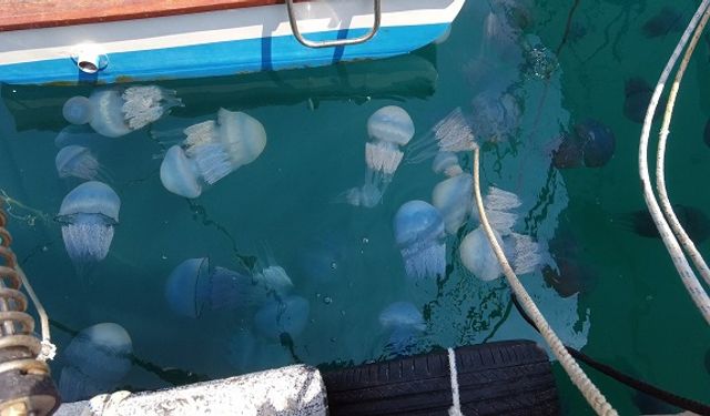 Foça'da denizanası istilası