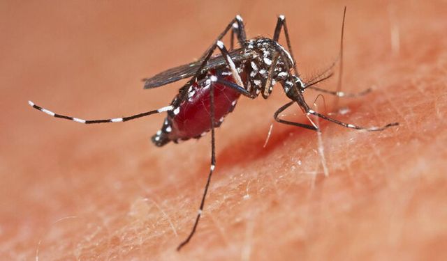 Yunanistan'da Batı Nil Virüsü vakaları artıyor