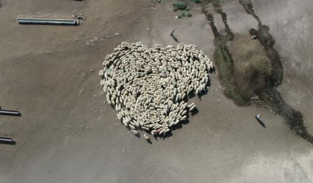 Amasya'da koyun sürüsünün bu görüntüsü akıllara Çin'deki gizemli olayı getirdi