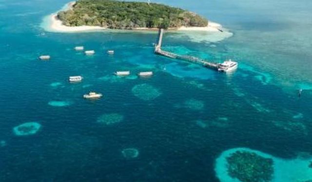 Dünyanın en büyük mercan resifi tehlikede! Yeni beyazlama tespit edildi
